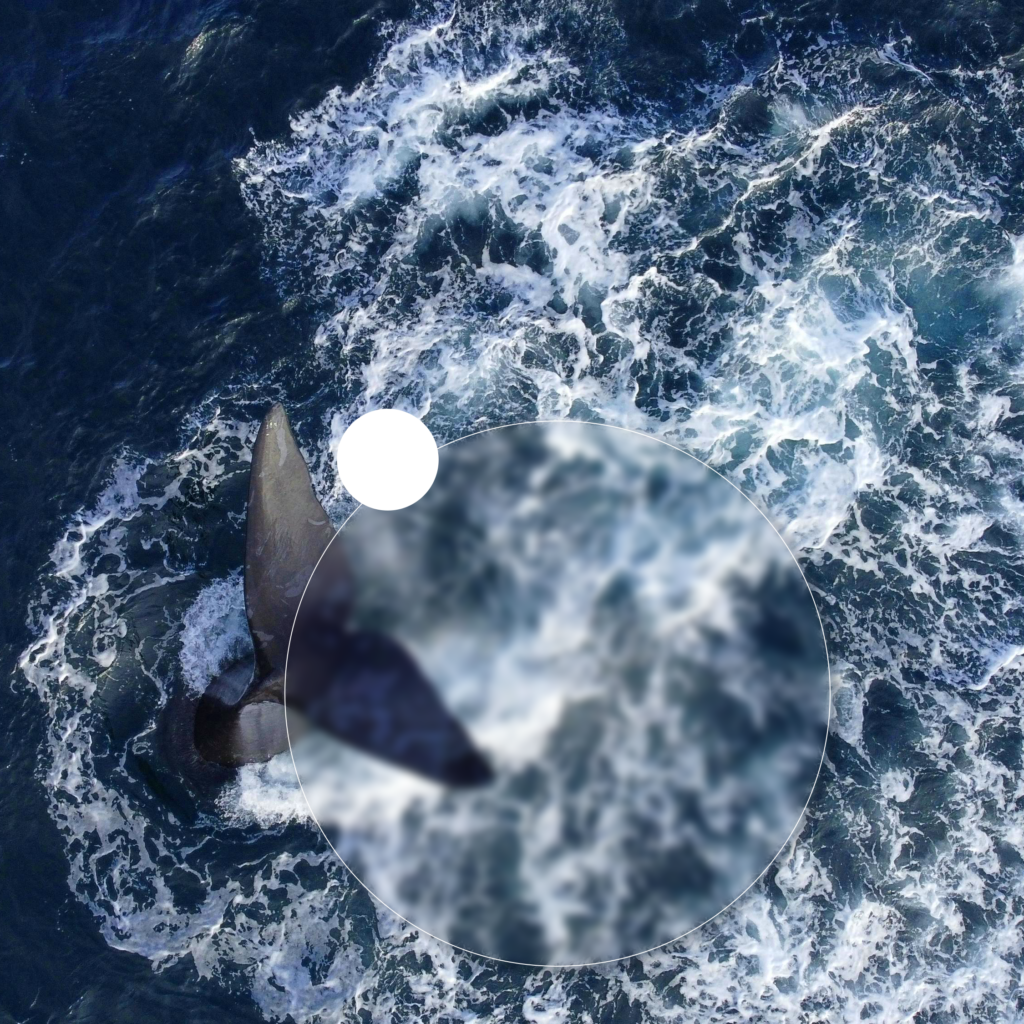 Aerial view of ocean waves with a magnified circular area highlighting a whale's tail surfacing, representing the use of airborne surveillance technology in marine observation.